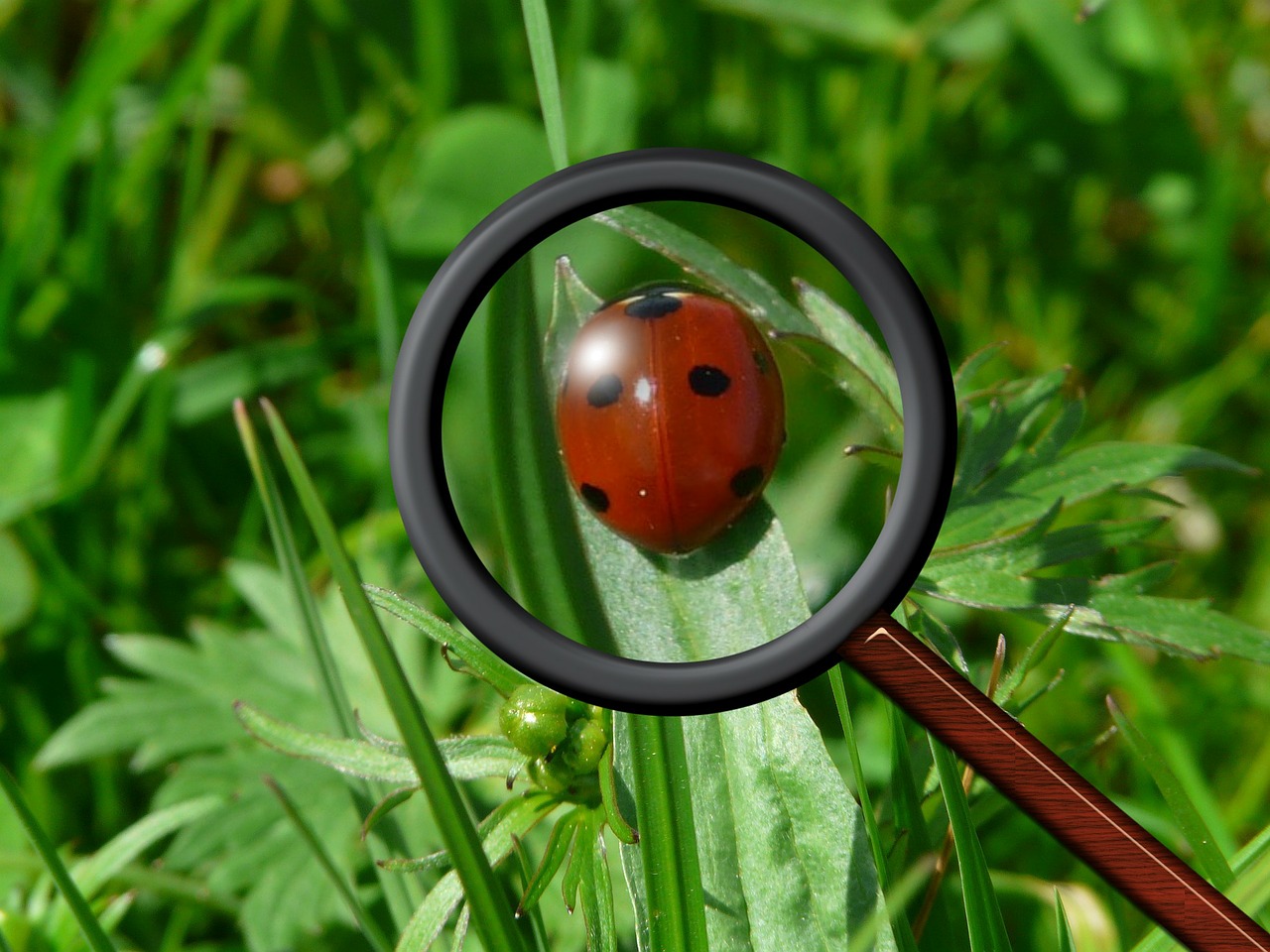How to Become the Sherlock Holmes of Bug Searching: Concentration on the Details