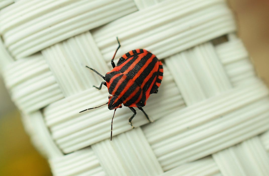 The Bug Logging Process